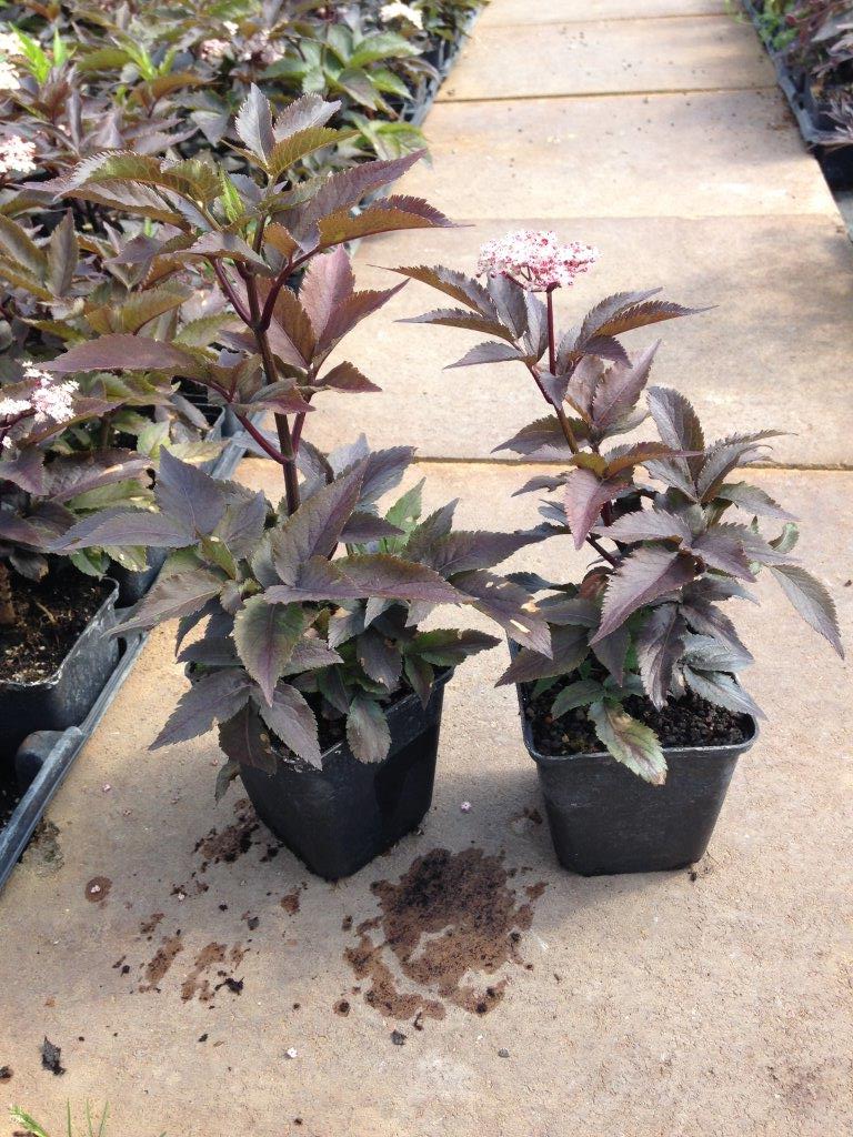 Бузина черная Блэк Тауэр